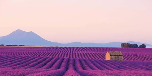 landscape picture lavender fields as far as the eye can see